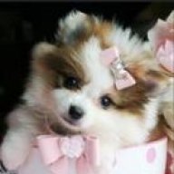 Princess_Puppy