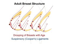 Suspensory_(Coopers)_Ligaments_of_the_Breast.jpg
